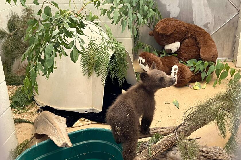 Two five-month old bears were discovered in the San Bernardino National Forest by a local resident, according to the California Department of Fish and Wildlife. One of the cubs was found near the body of its dead mother and the bear refused to leave, officials said. Biologists with Fish and Wildlife arrived to retrieve the bear and heard it calling out to another bear cub. The first cub was captured on July 4 and three days later, biologists learned that the second cub was located in a tree.