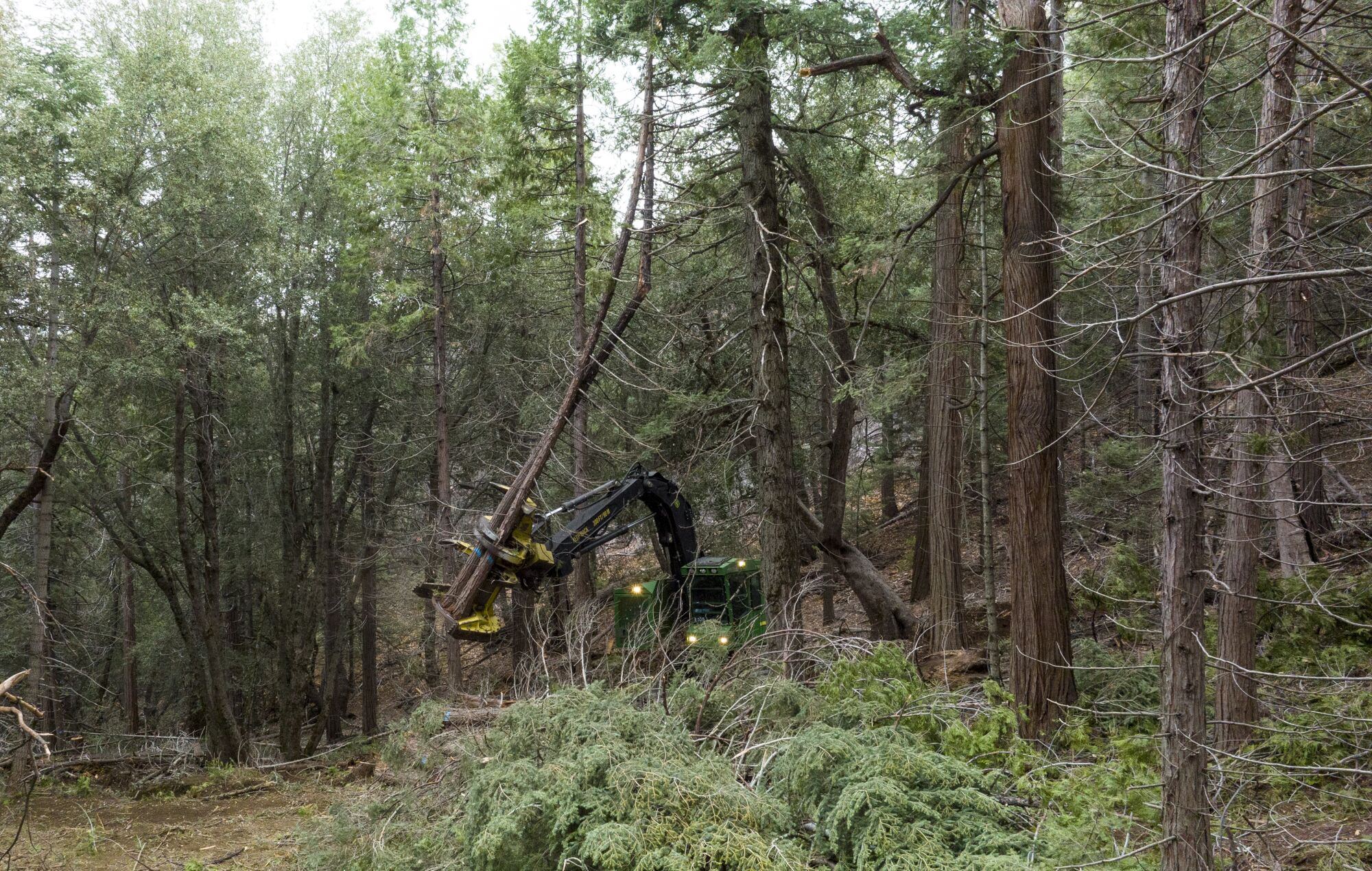 A feller buncher carries a tree that it cut and moves to place it in a pile.