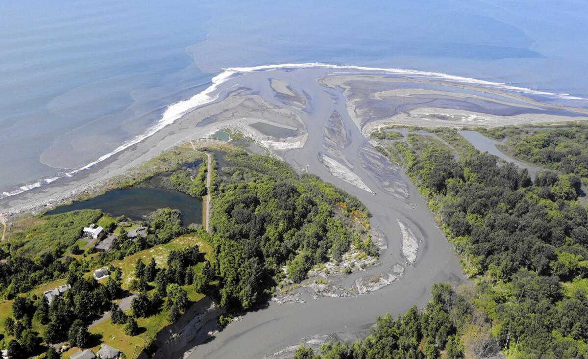 Sediment trapped by dams has been making its way down the Elwha River, pictured in June 2014, to the Strait of Juan de Fuca.