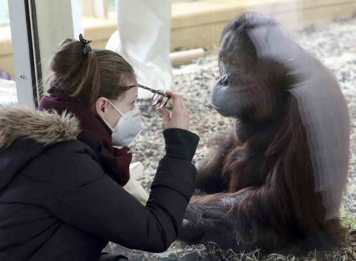 A visitor with a mask observes an orangutan.