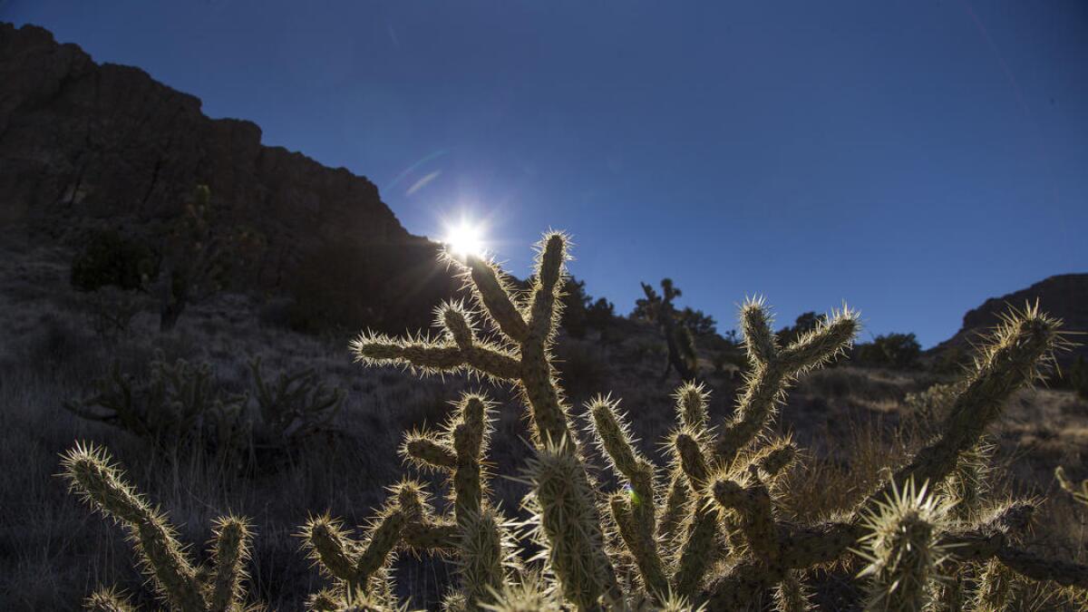 A cholla cactus is backlighted by the setting sun in the Mojave Desert.