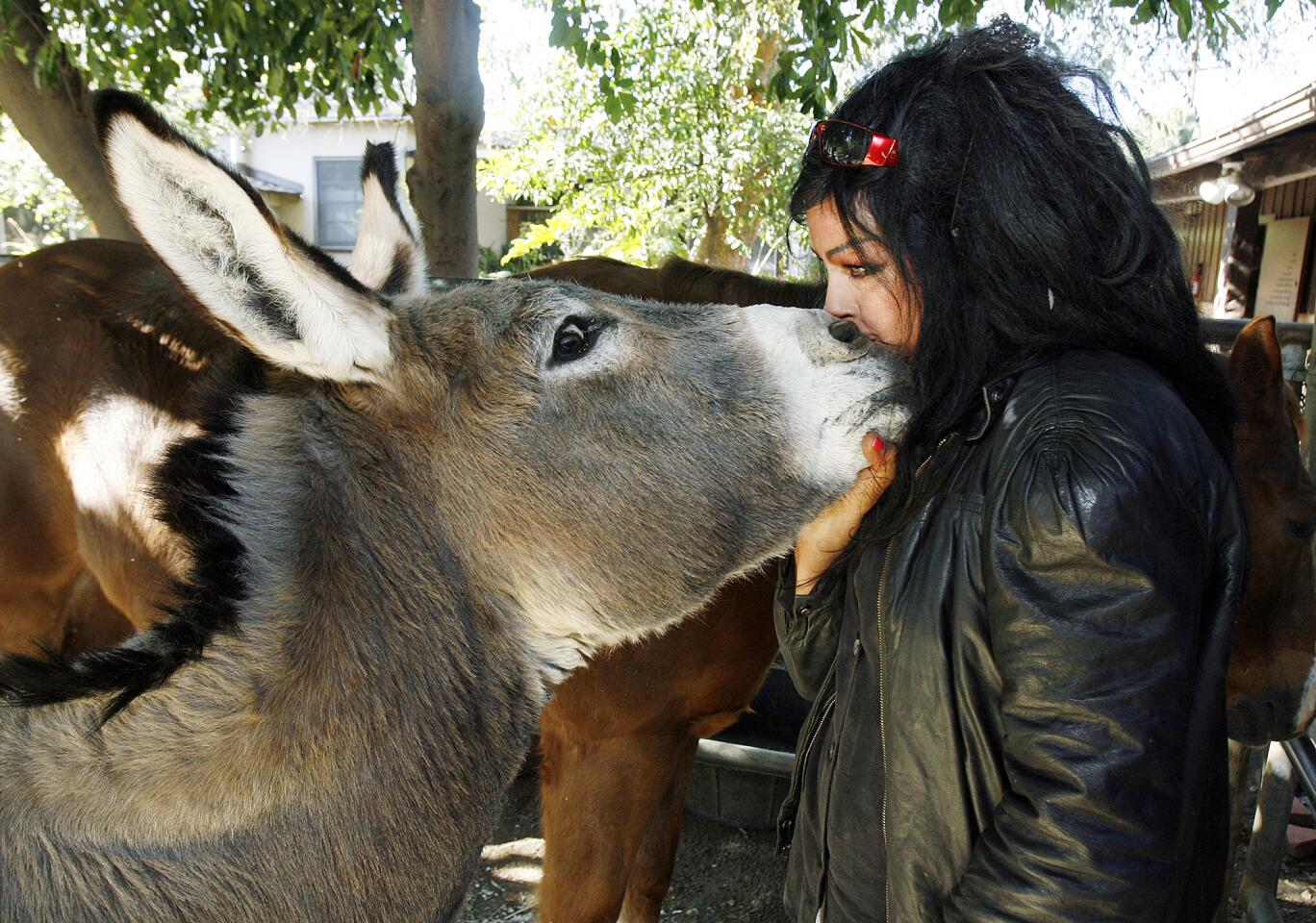 Mona Lisa, a zonkey, and Mara Baygulova, share a kiss in a corral in Glendale on Thursday, January 26, 2012. Mona Lisa, a 17-year-old zonkey, a cross between a donkey and a zebra, was rescued by Baygulova when it was four.