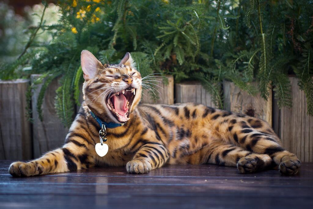 Largest Domestic Cat Breeds You Can Own as Pets - Los Angeles Times