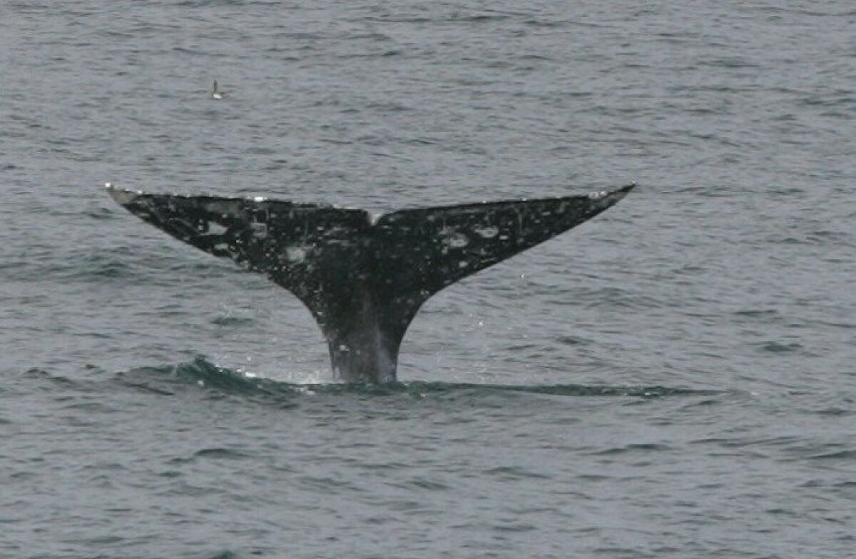 A California gray whale en route north showed its tale. — John Gibbins / Union-Tribune
