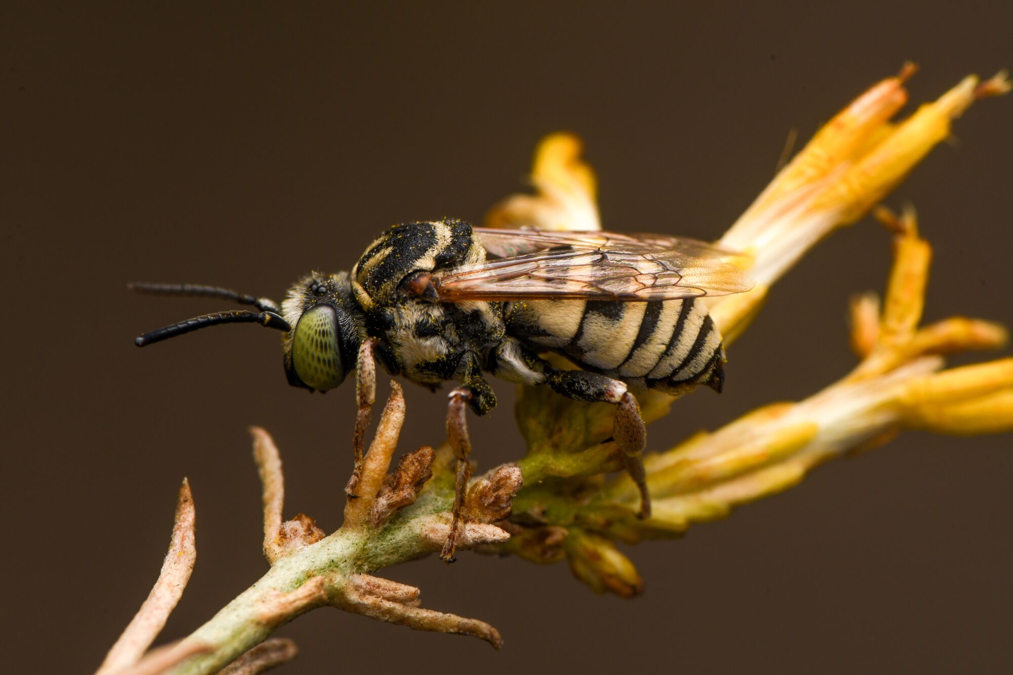 A closeup of a native bee on a flower.