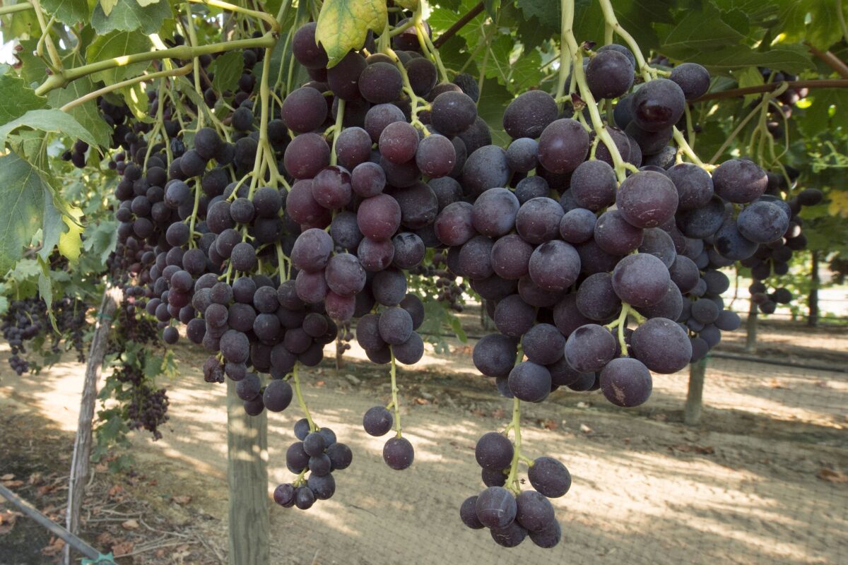 IFG Thirty-four (nicknamed “Scraggly”) grapes bred by David Cain of International Fruit Genetics in Delano, Calif.