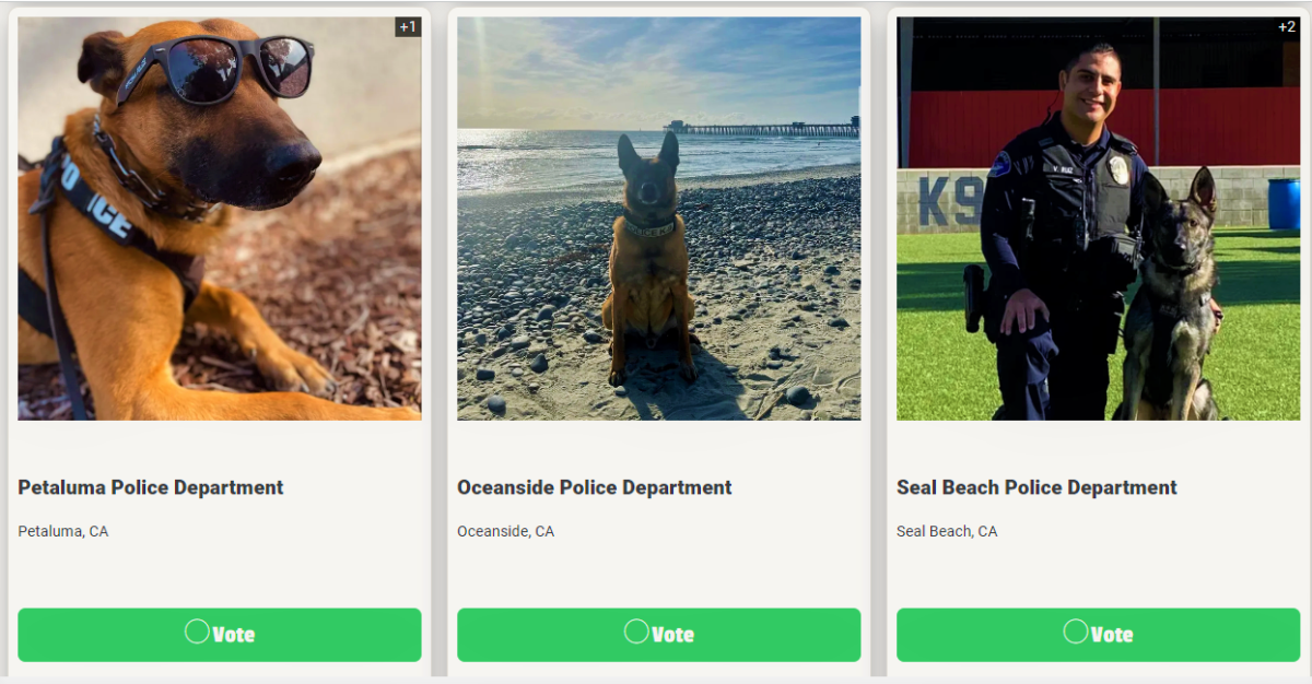 Seal Beach police K-9 Saurus, right, is among 38 dogs competing for a $15,000 grant from Aftermath Services.