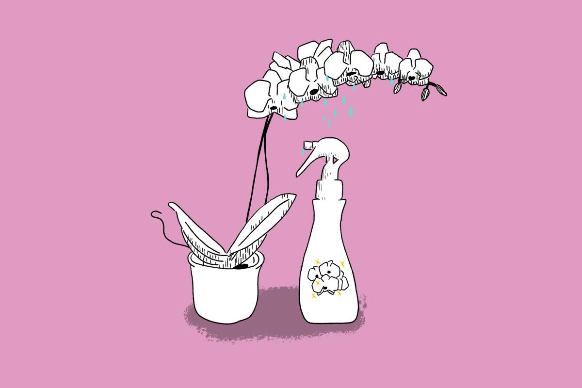 Illustration of a potted orchid, alongside a spray bottle for watering.