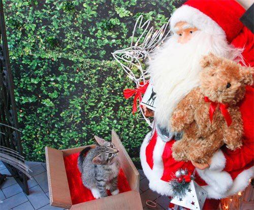 A kitten in the window and Santa