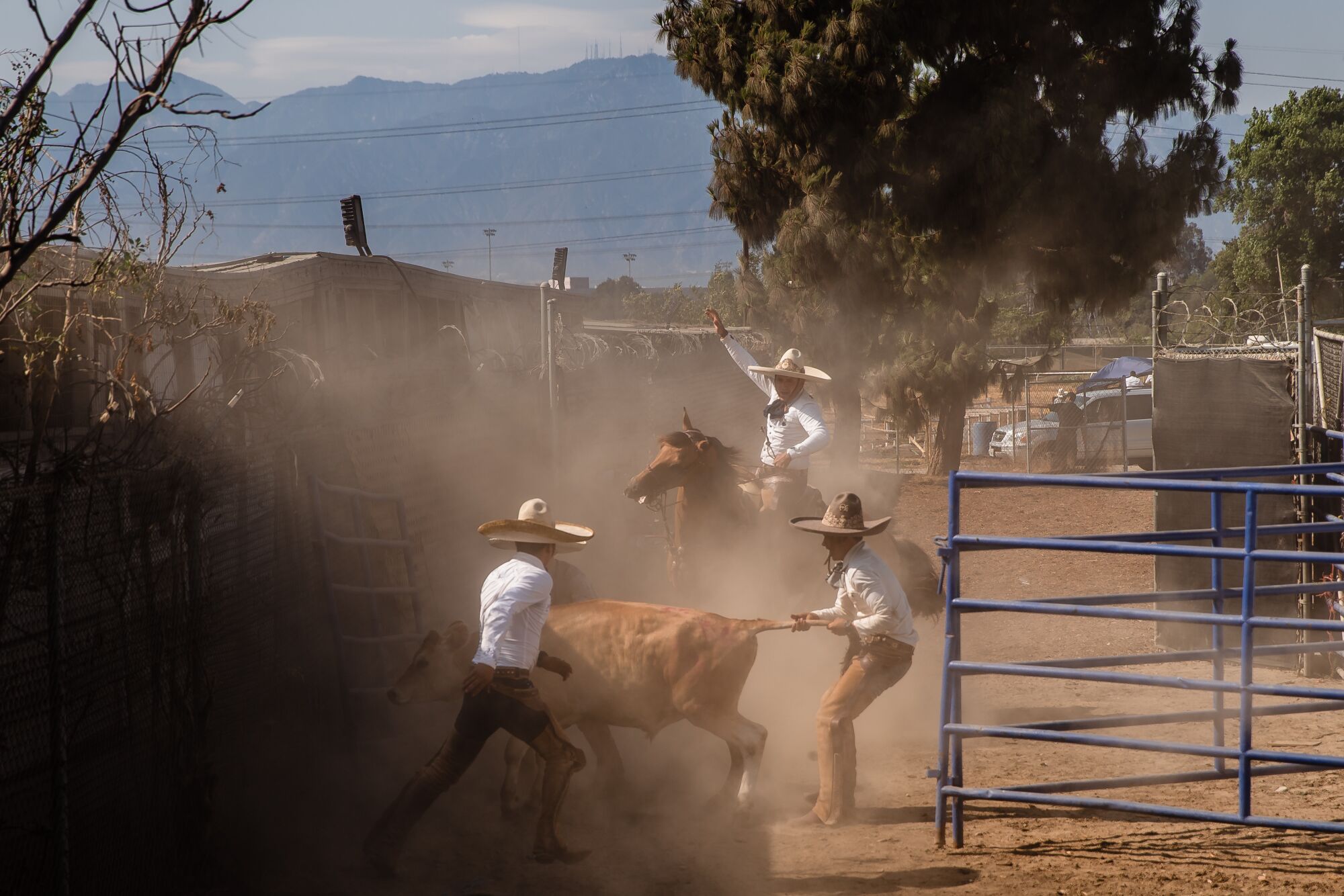 Raudel Jiménez, en el centro, miembro del equipo Charro Rancho La Laguna ayuda a coger un toro.