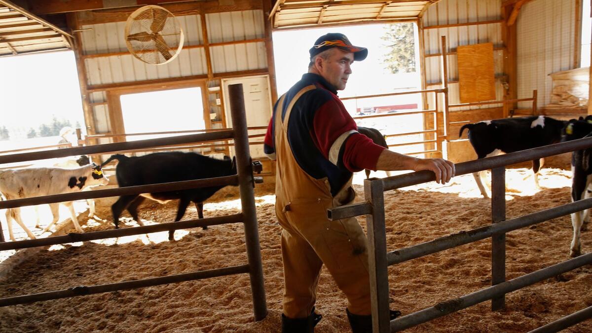 Swing voter Walter McCormick, 55, who raises cows and makes maple syrup, says, "People work really hard to make a living as a farmer. There are so many rules. We don't want people from California telling us that we shouldn't dock the tails of our cows."