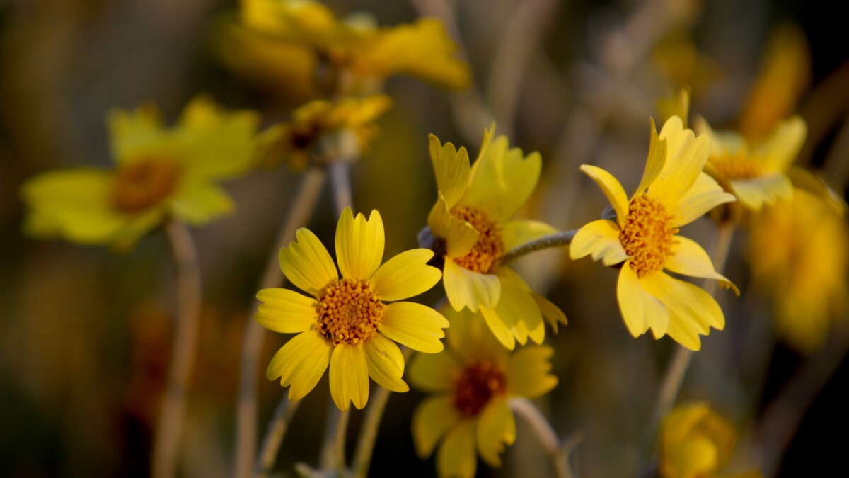 Eight Places To See Wildflowers In Southern California Los Angeles Times