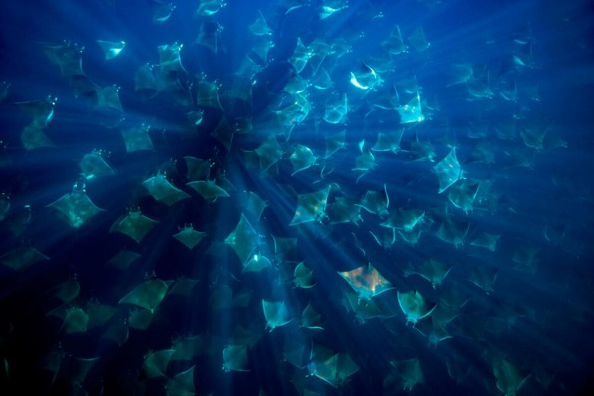 While most rays are solitary or travel in small schools, Munk’s devil rays will form "super schools."