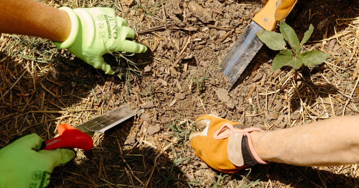 Federal bütçeleri küçültükçe, vatandaş liderliğindeki bilim yardımcı olabilir
