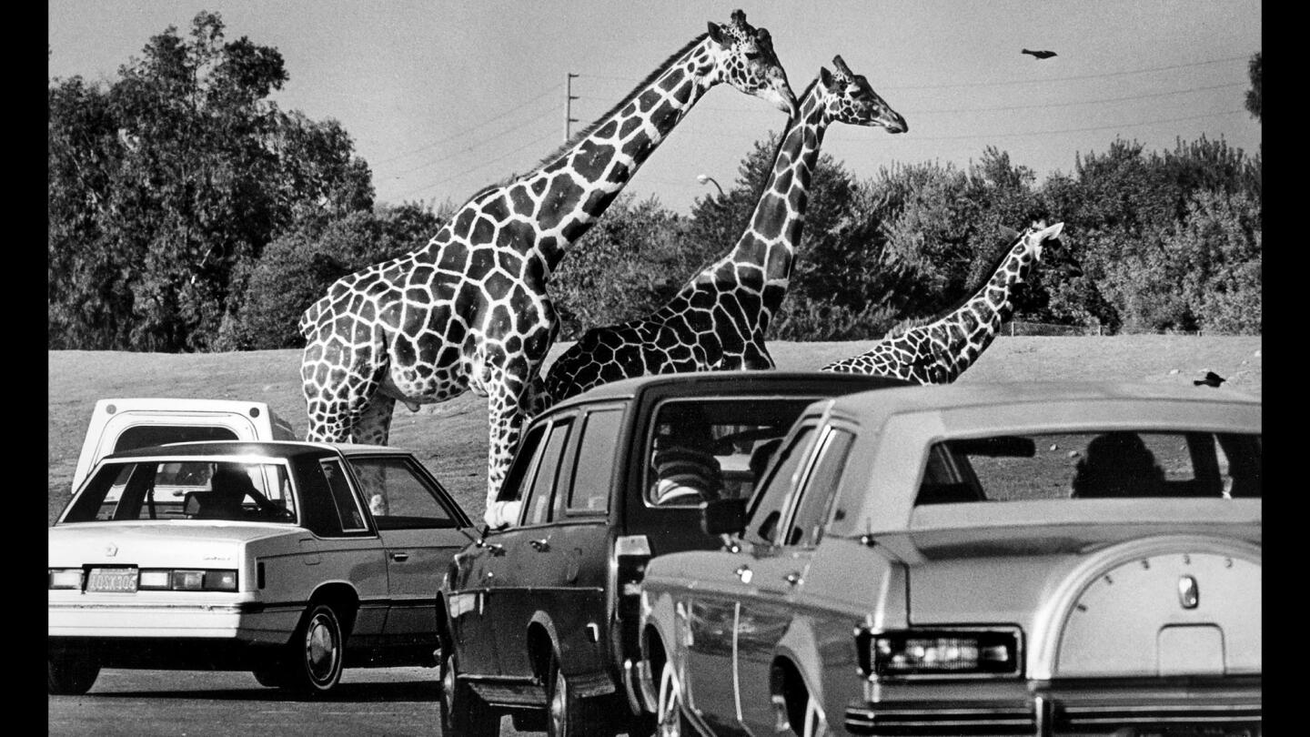 Giraffes on closing day