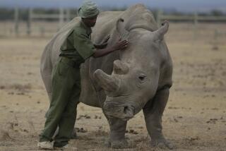 En esta imagen de archivo, el cuidador Zachariah Mutai atiende a Fatu, uno de los dos ejemplares de rinoceronte blanco del norte que queda en el mundo, en su recinto en el Ol Pejeta Conservancy, en el condado de Laikipia, en Kenia. (AP Foto/Sunday Alamba, archivo)