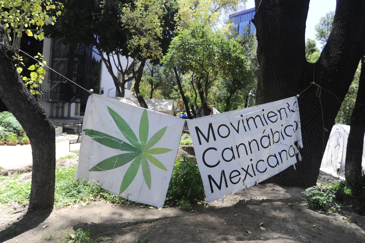 A camp outside Mexico's Senate building, where activists have grown a crop of marijuana plants.