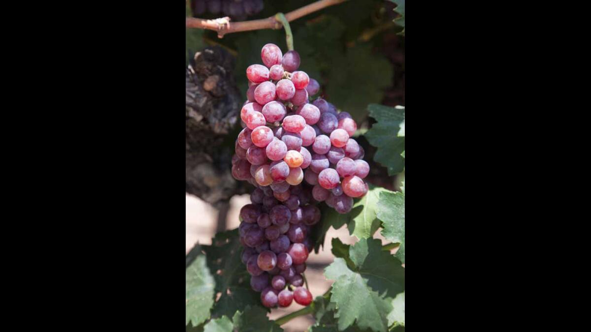 A bunch of Zinfandel grapes on a vine in Fresno County