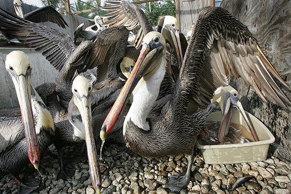 San Pedro's Oiled Bird Care and Education Center has rescued scores of cold and starving brown pelicans suffering from a mysterious affliction. In January, the birds started turning up listless on beaches or begging for food in parking lots along the West Coast.