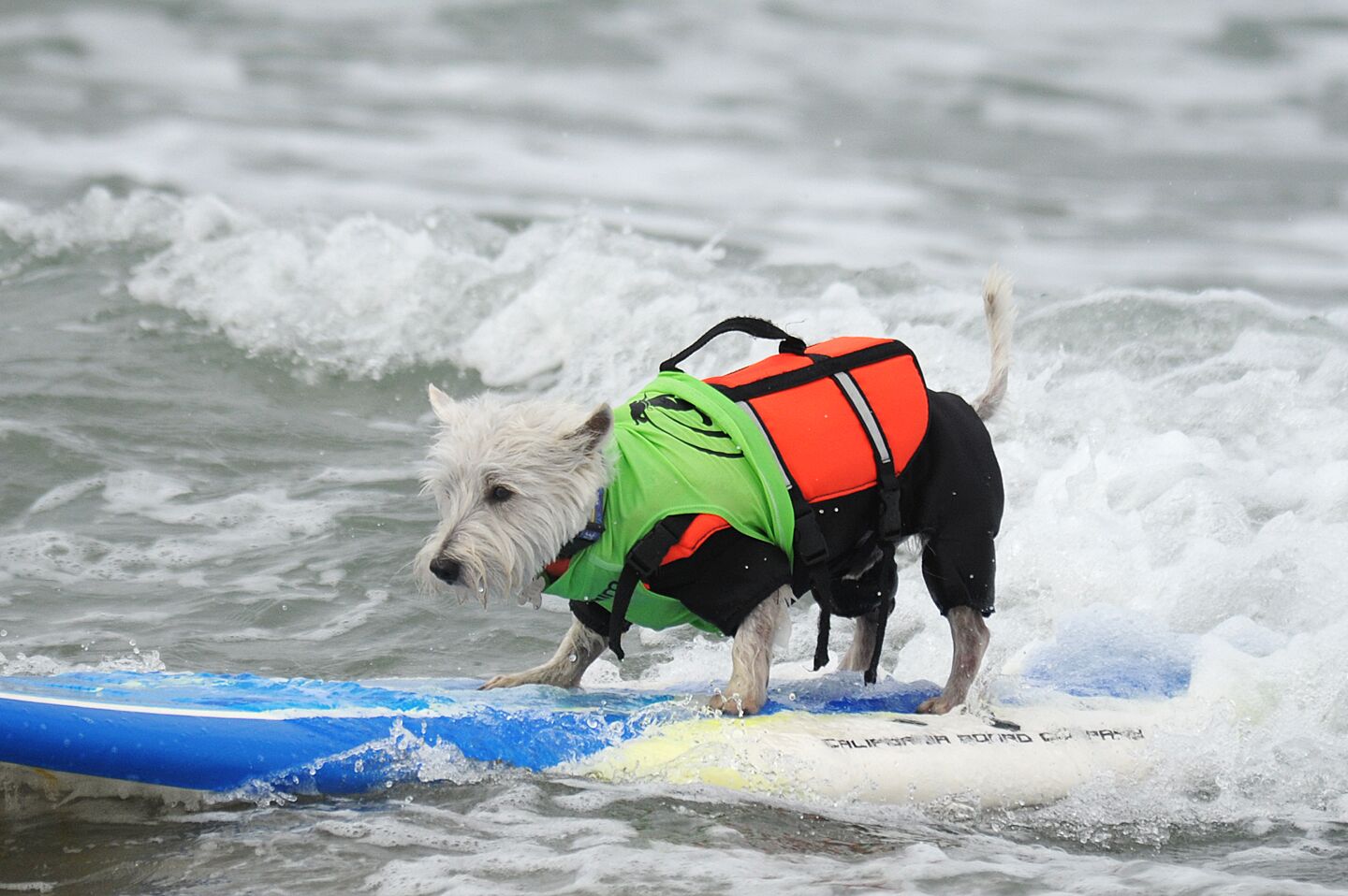 SPOTTED: 8.10.19 Imperial Beach Surf Dog Competition