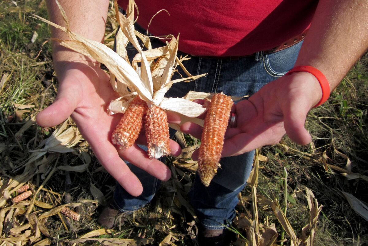 Corn husks and cobs stripped of their kernels are the raw material for a new cellulosic ethanol plant in Emmetsburg, Iowa.