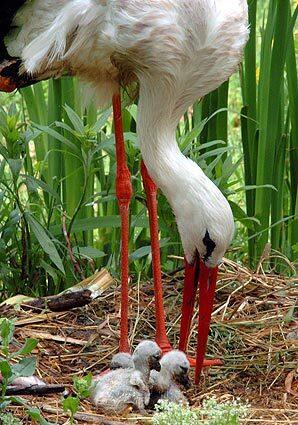 In an unusual scene outside Budapest, Hungary, a stork tends its chicks in a nest on the ground, rather than atop a tree, chimney or pole. The parent birds both have broken wings and, though treated by veterinarians, cannot fly or build a nest in their normal habitat.