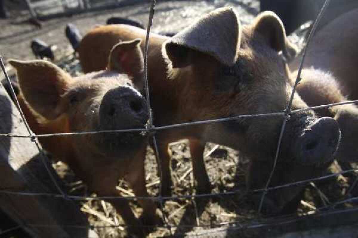 After 12 new swine flu infections in people, the Centers for Disease Control and Prevention is warning fair-goers to take caution around pigs.