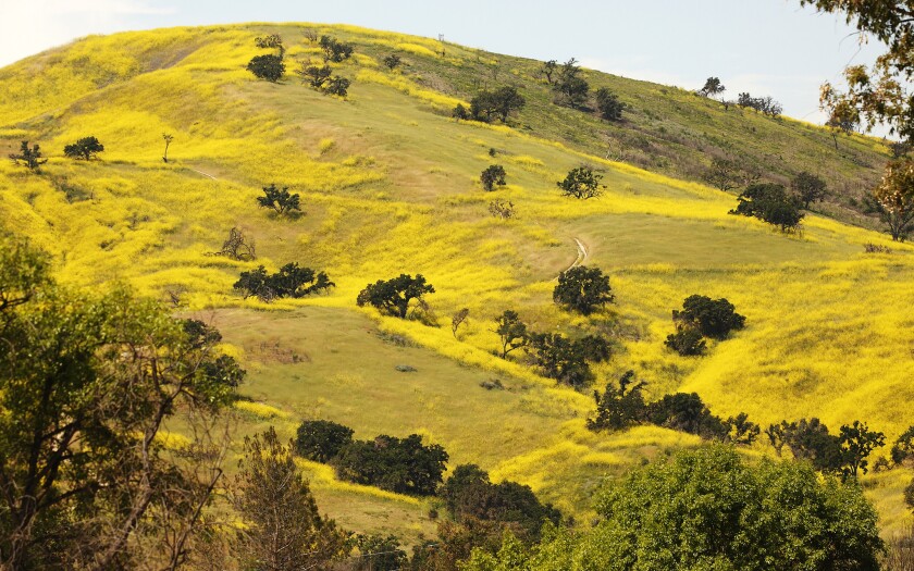 Les fleurs jaune vif de la plante moutarde noire remplissent les collines de Calabasas le long du corridor de la 101 Freeway.