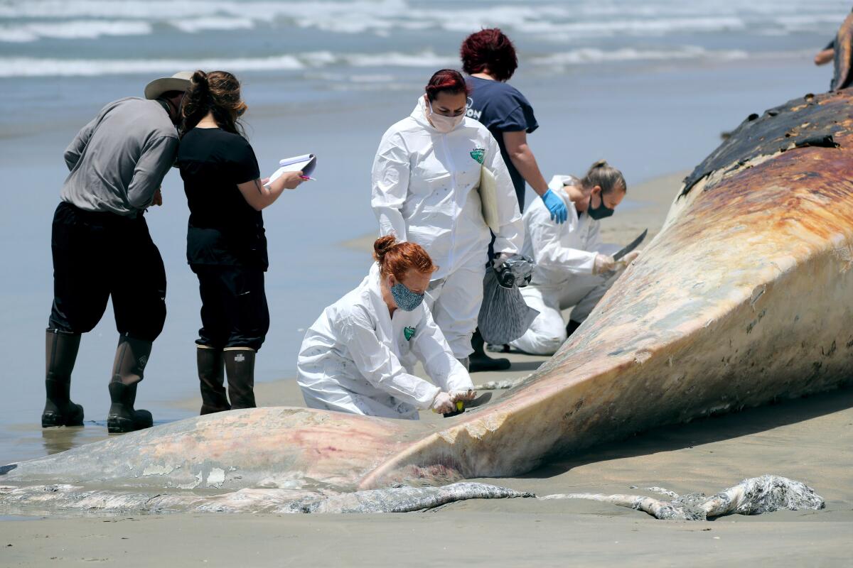 Scientists study a dead fin whale