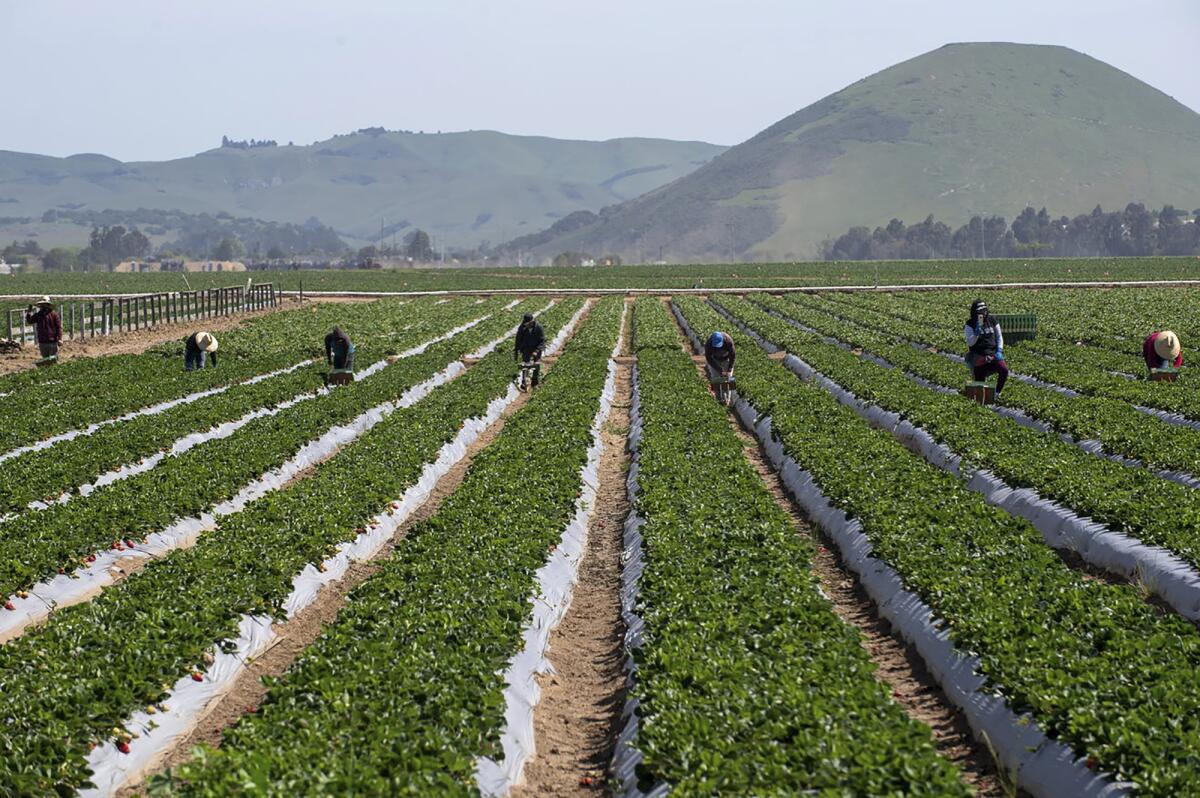 فیلدرها در مزرعه ای در کالیفرنیا توت فرنگی می چینند