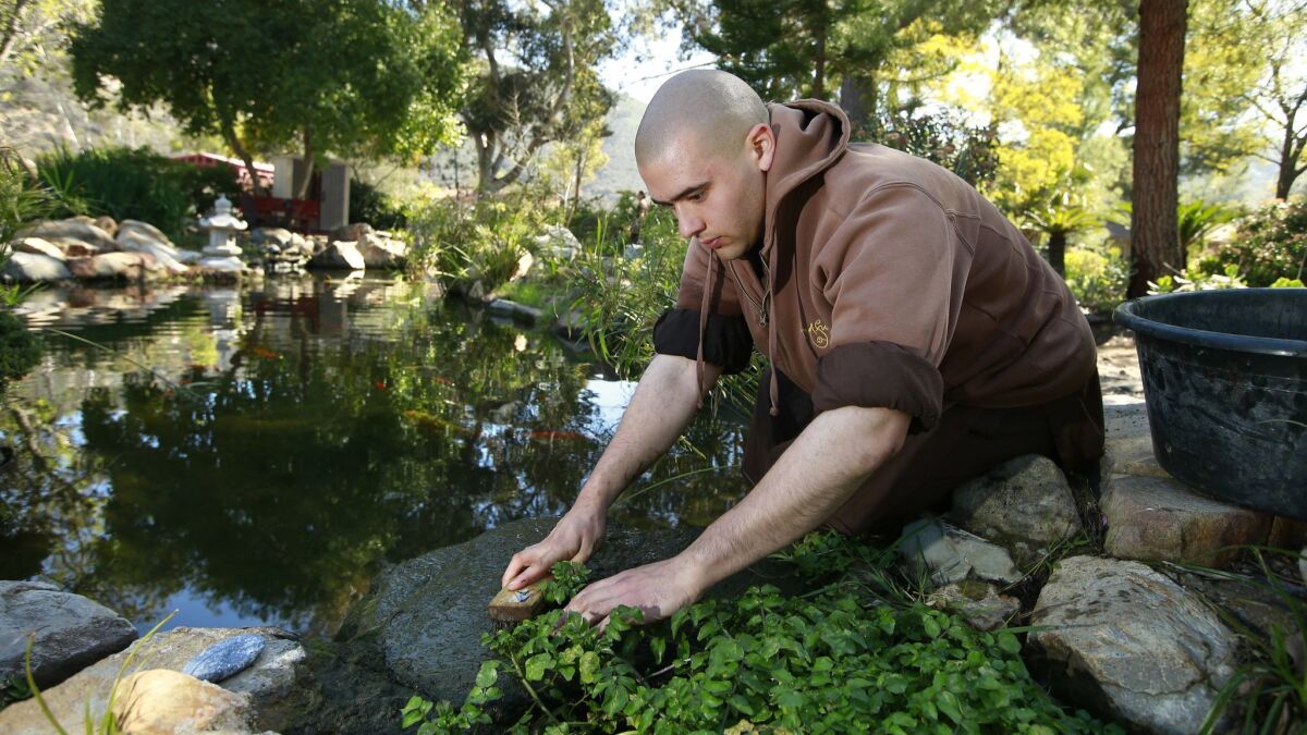 Brother Minh Dung works on the koi pond at the Deer Park Monastery, a Buddhist monastery in Escondido.