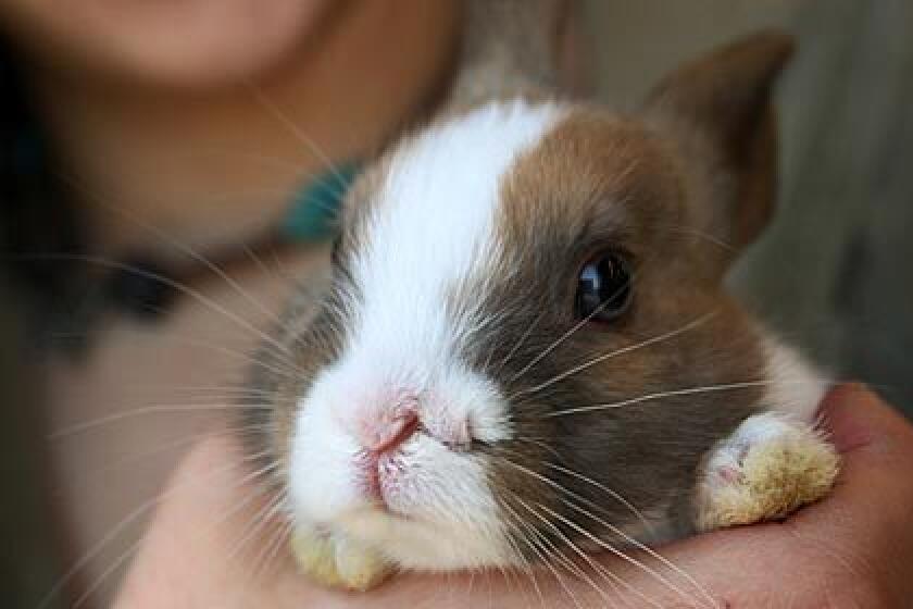 Iris Bergeron, an employee of Purr-Fect Pets in Milford, Conn. holds a bunny that has two noses, Tuesday, March 31, 2009 in Milford, Conn.