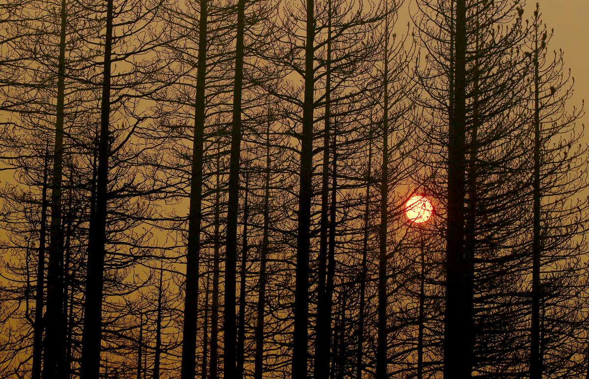 The setting sun is obscured by burned trees