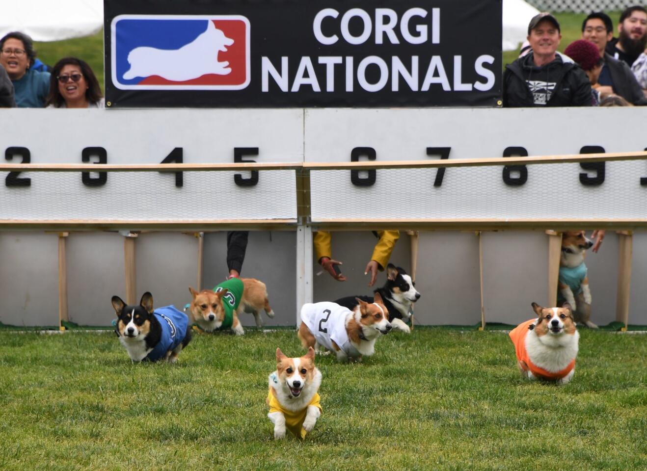 Corgis run make a dash in the Southern California Corgi Nationals championship at Santa Anita Park on Sunday.