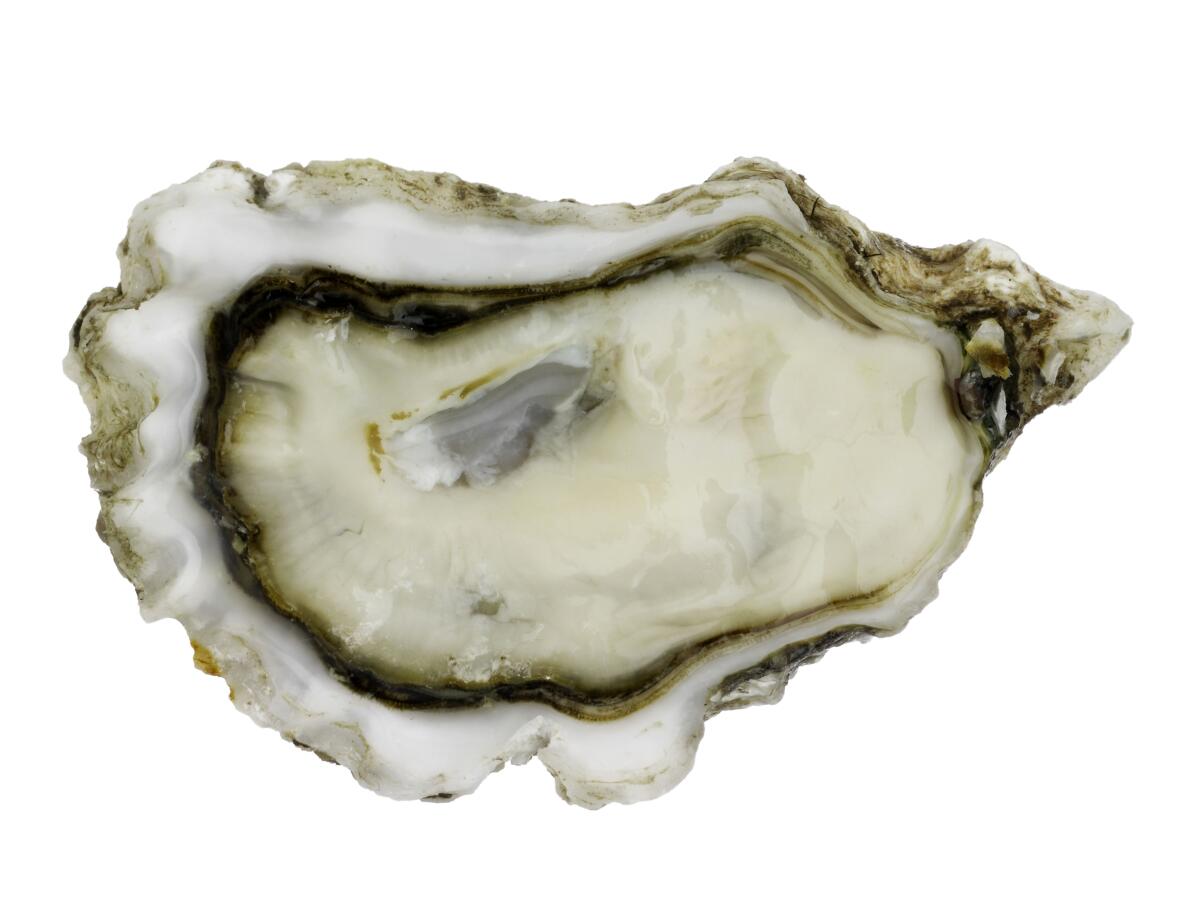 Crassostrea gigasa, the West Coast oyster.
