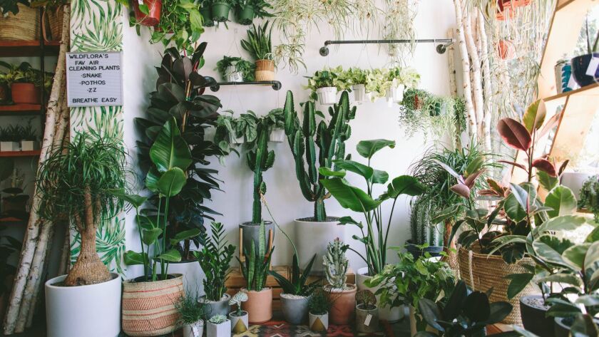 A crowded room full of houseplants