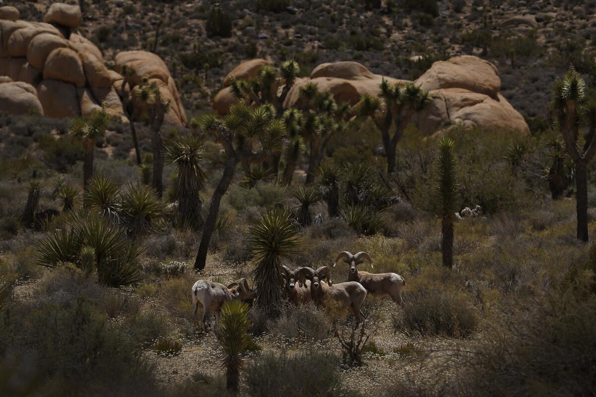 An estimated 200-300 desert bighorn sheep call Joshua Tree National Park their home.
