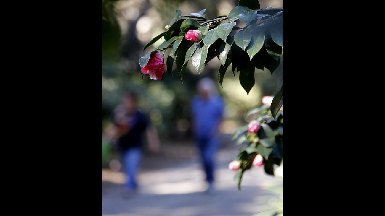Photo Gallery: New Center Circle, birds and Camellias at Descanso Gardens