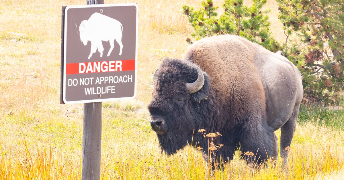Woman tried to avoid bison, Yellowstone officials say, but was gored: A possible reason why Woman tried to avoid bison, Yellowstone officials say, but was gored: A possible reason why