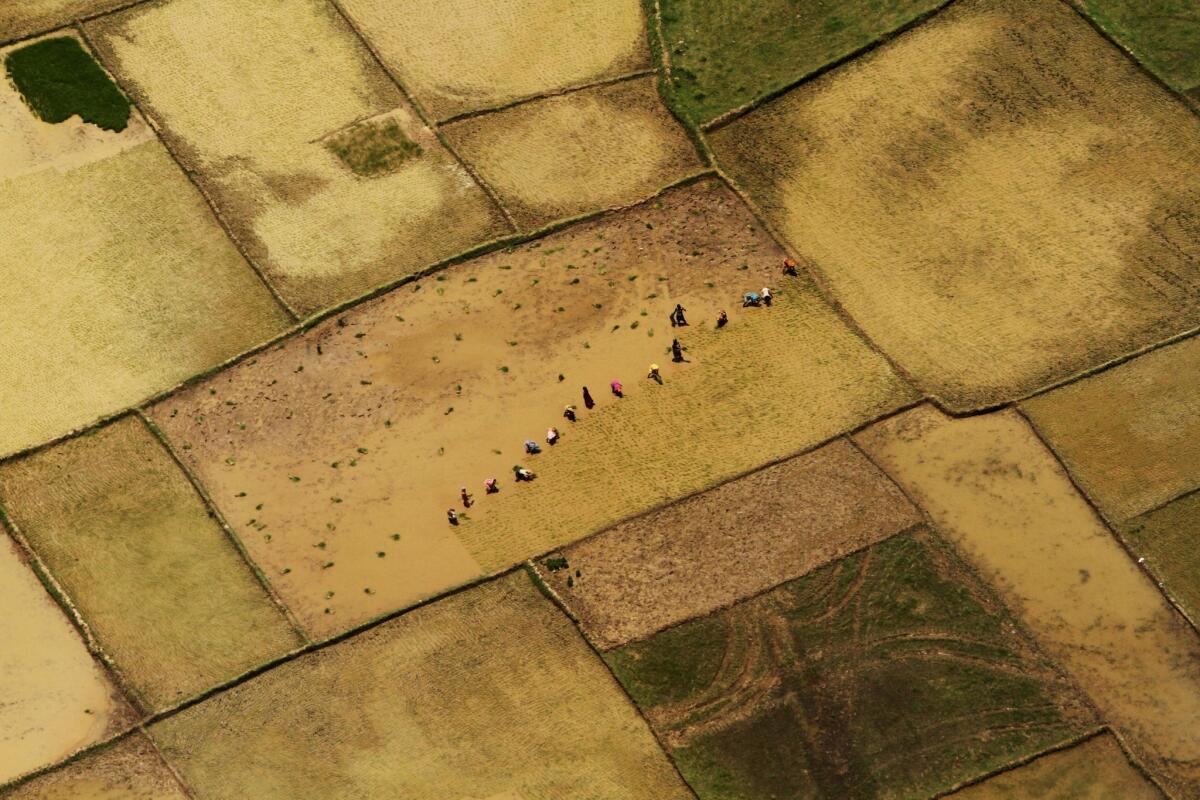 Indian farmers, seen from the air, replant rice paddy saplings near Bhubaneswar, India, after monsoon rains began. India's economy is dependent on the monsoon-fed crops.