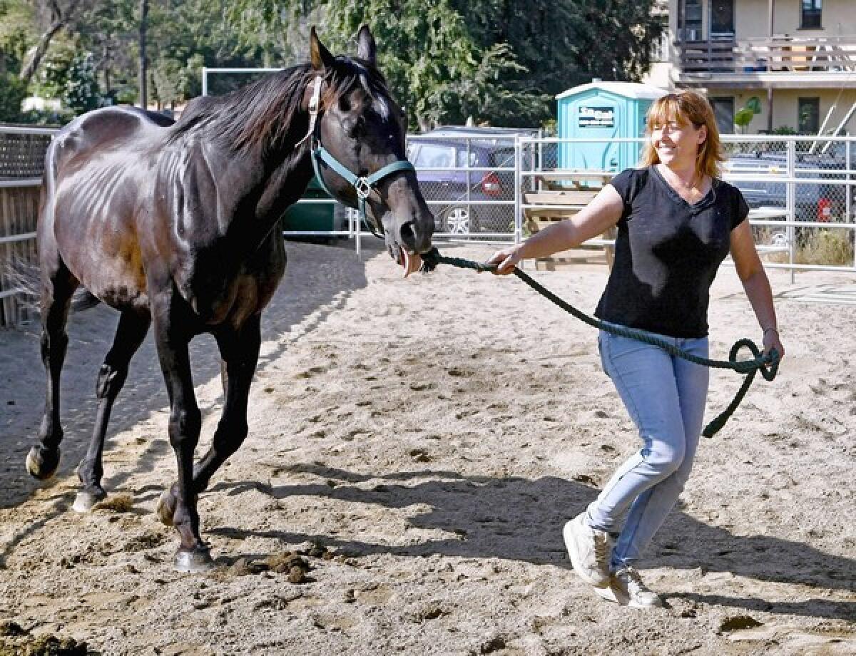 Polo Pony Rescue president Cathleen Trope walks thoroughbred stallion Silver Ray at the non-profit stables in Glendale on Tuesday, July 23, 2013. The 24-year-old horse raced in Southern California at Santa Anita, Hollywood Park and Del Mar in the early 1990s and was recently purchased at auction for $30 by Trope. The horse is gaining weight but still needs to put on about 200 lbs.