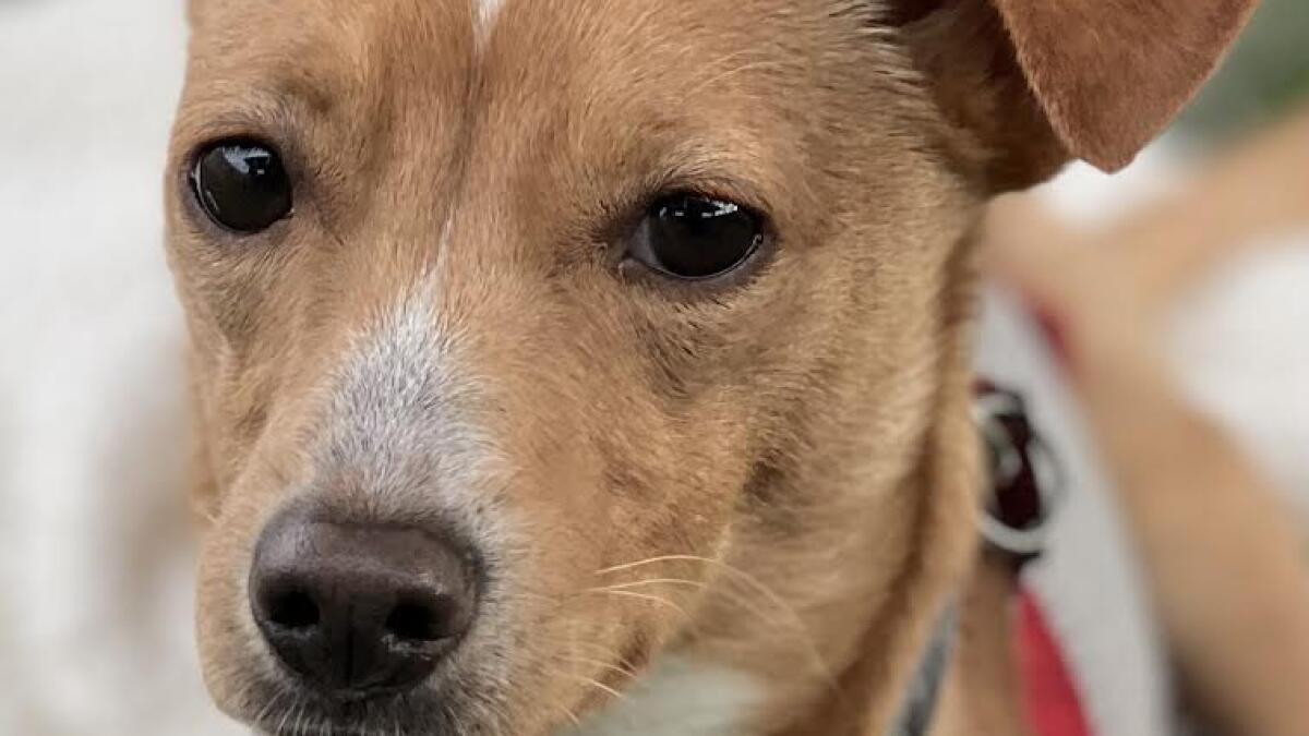 Pet of the Week: Shy Chihuahua-dachshund mix looking for a patient home - Vimarsana News