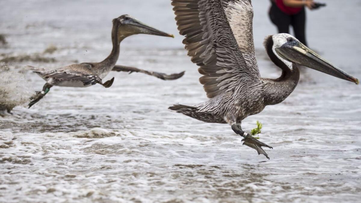 Pelícanos marrones vuelan sobre Goleta Beach, en el sur de California. Se descubrió que aves similares en Venezuela alteraron su comportamiento durante un eclipse solar (Kent Nishimura / Los Angeles Times).