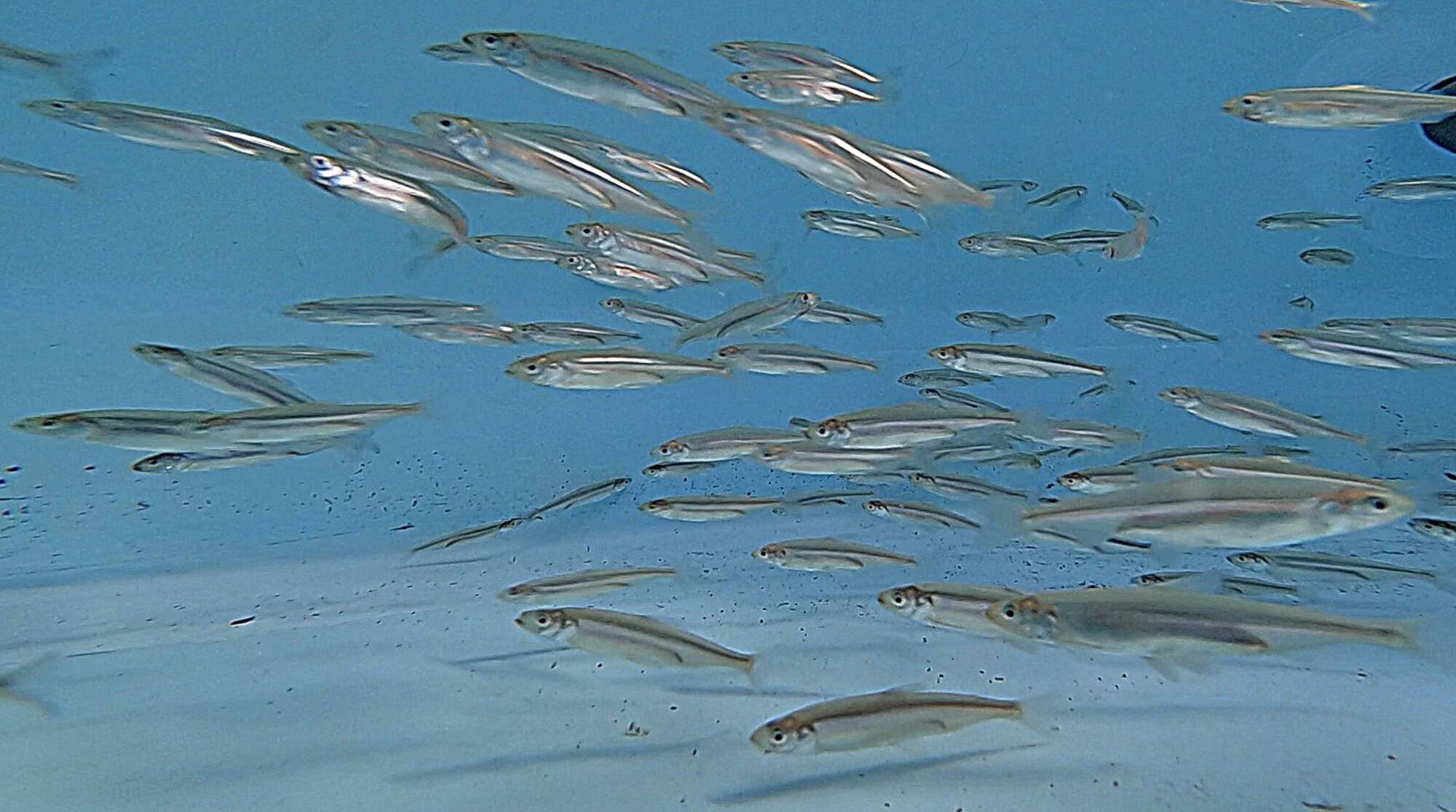 Dozens of small, silver fish swim in a tank.