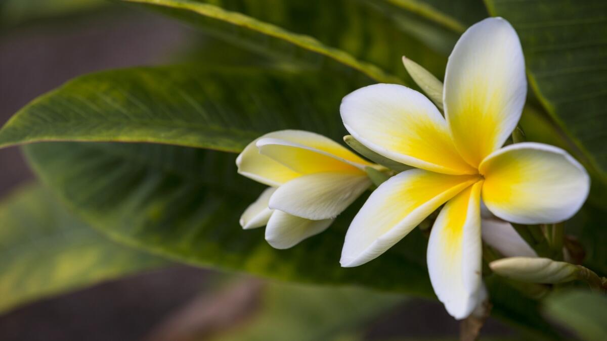Plumeria is a key ingredient of the fragrance at the Modern in Honolulu.