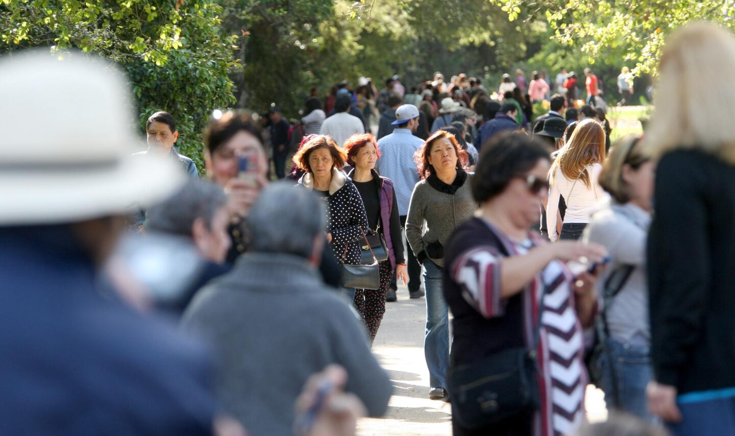 Photo Gallery: Annual Cherry Blossom Festival brings huge crowds to Descanso Gardens