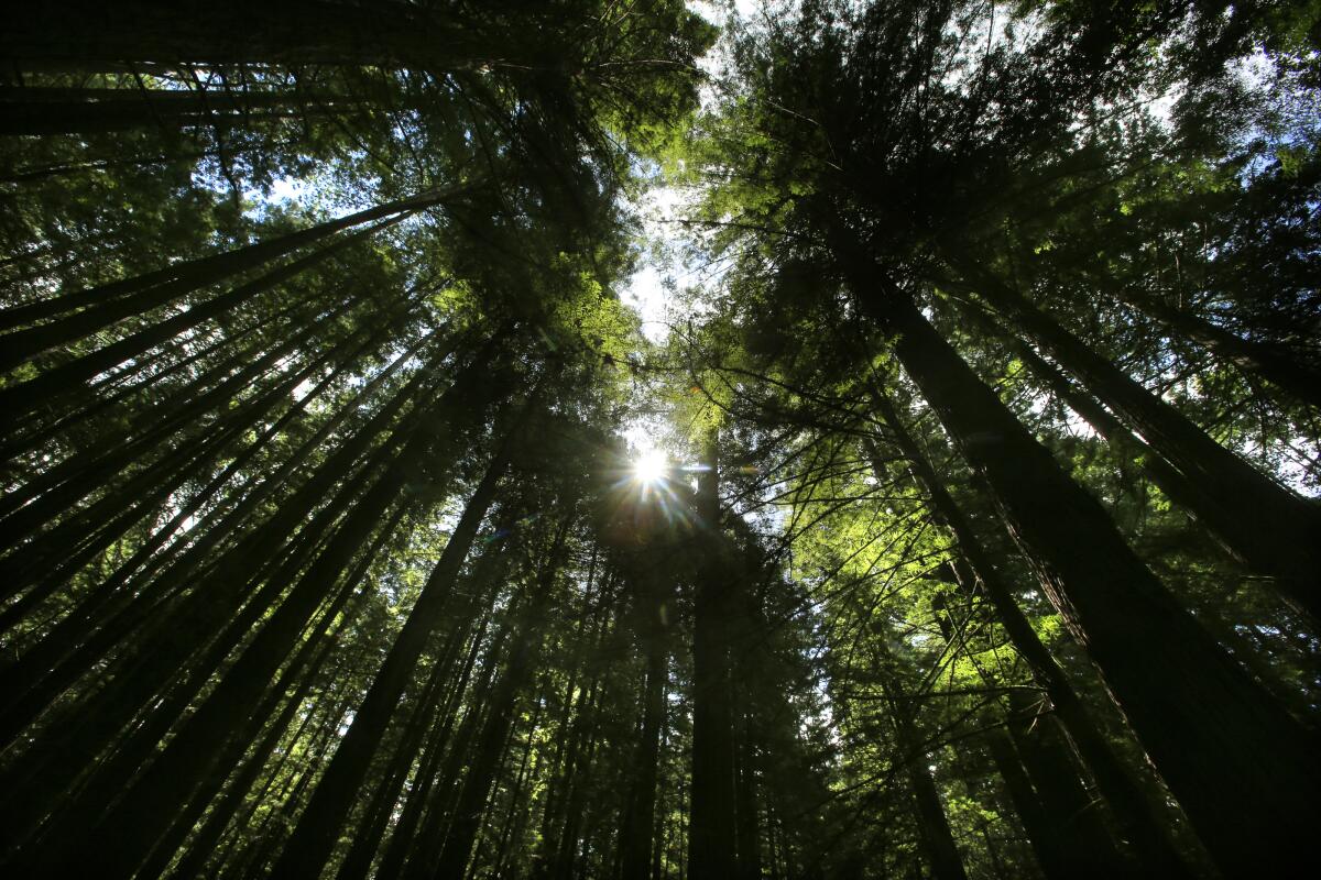 The sun shines down through tall trees.