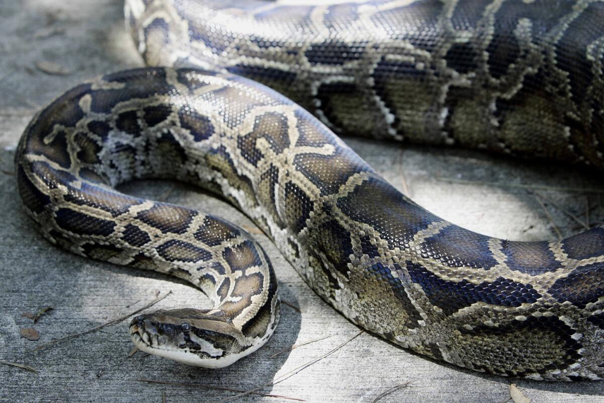 The United States Assn. of Reptile Keepers has filed suit against the Department of the Interior seeking to overturn a ban on Burmese pythons, pictured here, and three other species of large snakes.