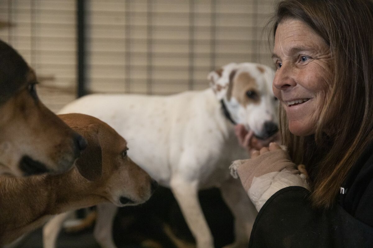 Babs Fry plays with dogs in a socializing room at her ranch in Jamul, Calif.