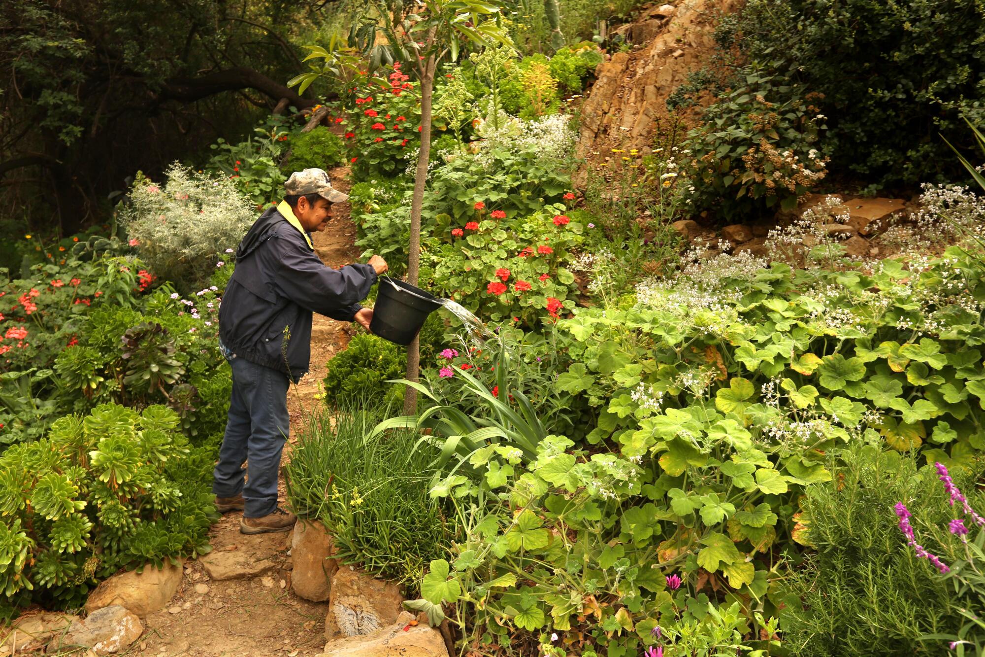 A man in a baseball cap and jacket waters plants outdoors.